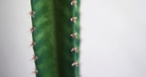 Featured image for 10 Stunning Cactus Leather Bags to Watch in 2026