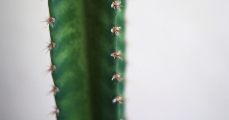 Featured image for 10 Stunning Cactus Leather Bags to Watch in 2026